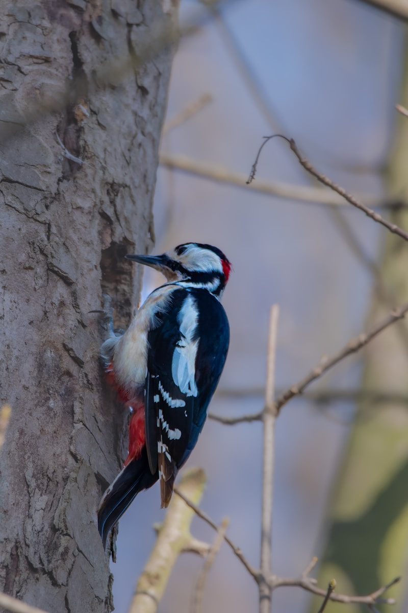 A woodpecker clings to a tree.