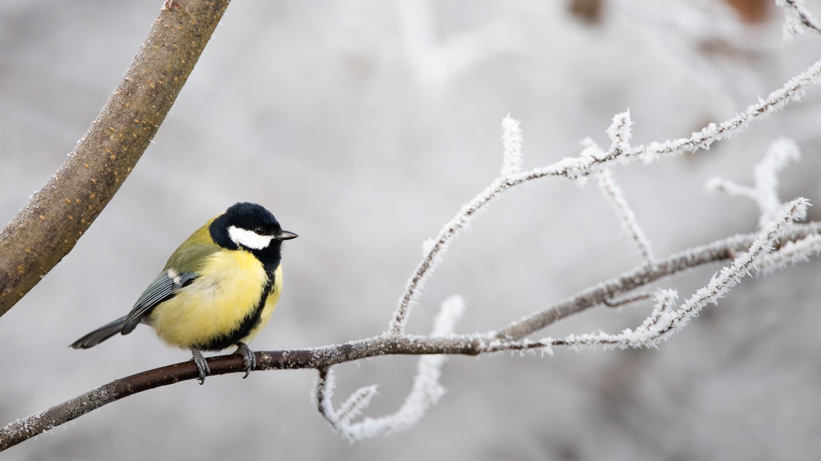 A yellow and black bird sitting on a tree branch