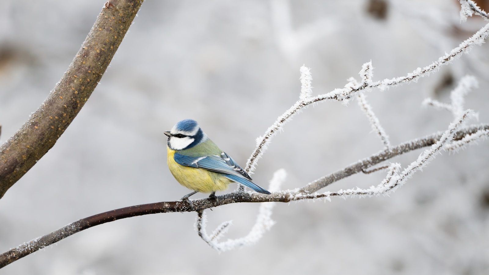 A small bird sitting on a branch of a tree
