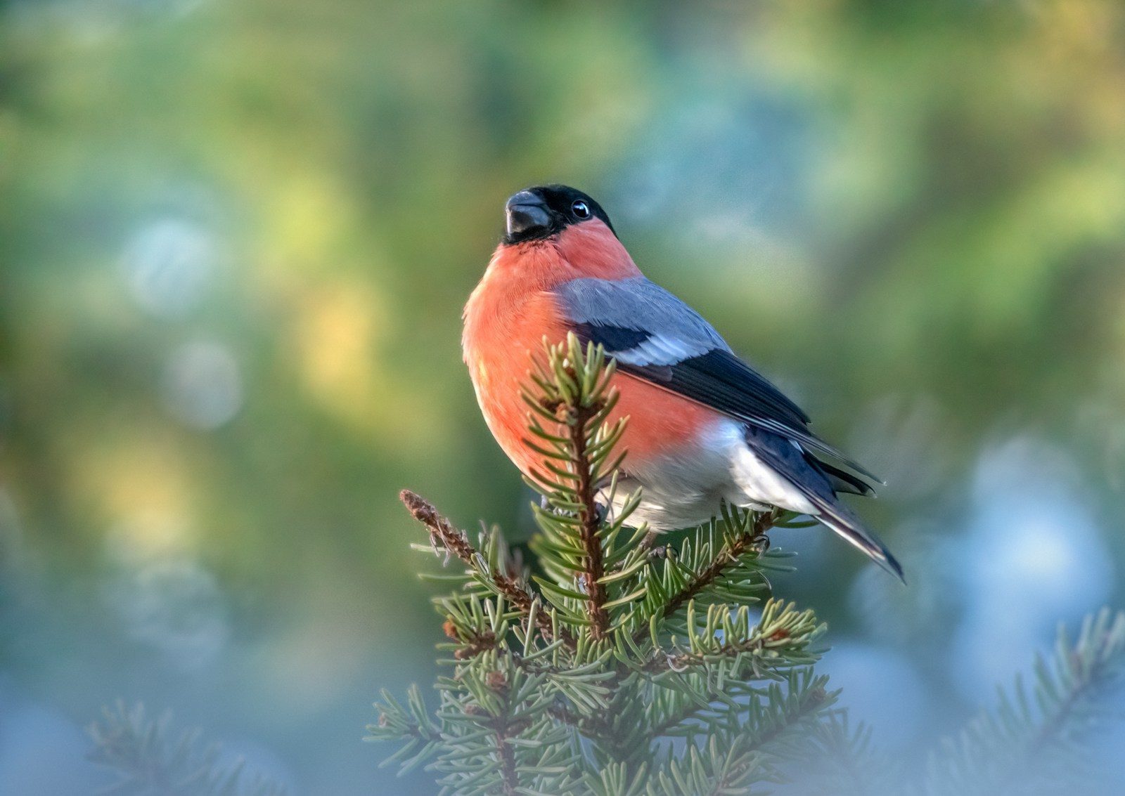 a small bird perched on top of a pine tree