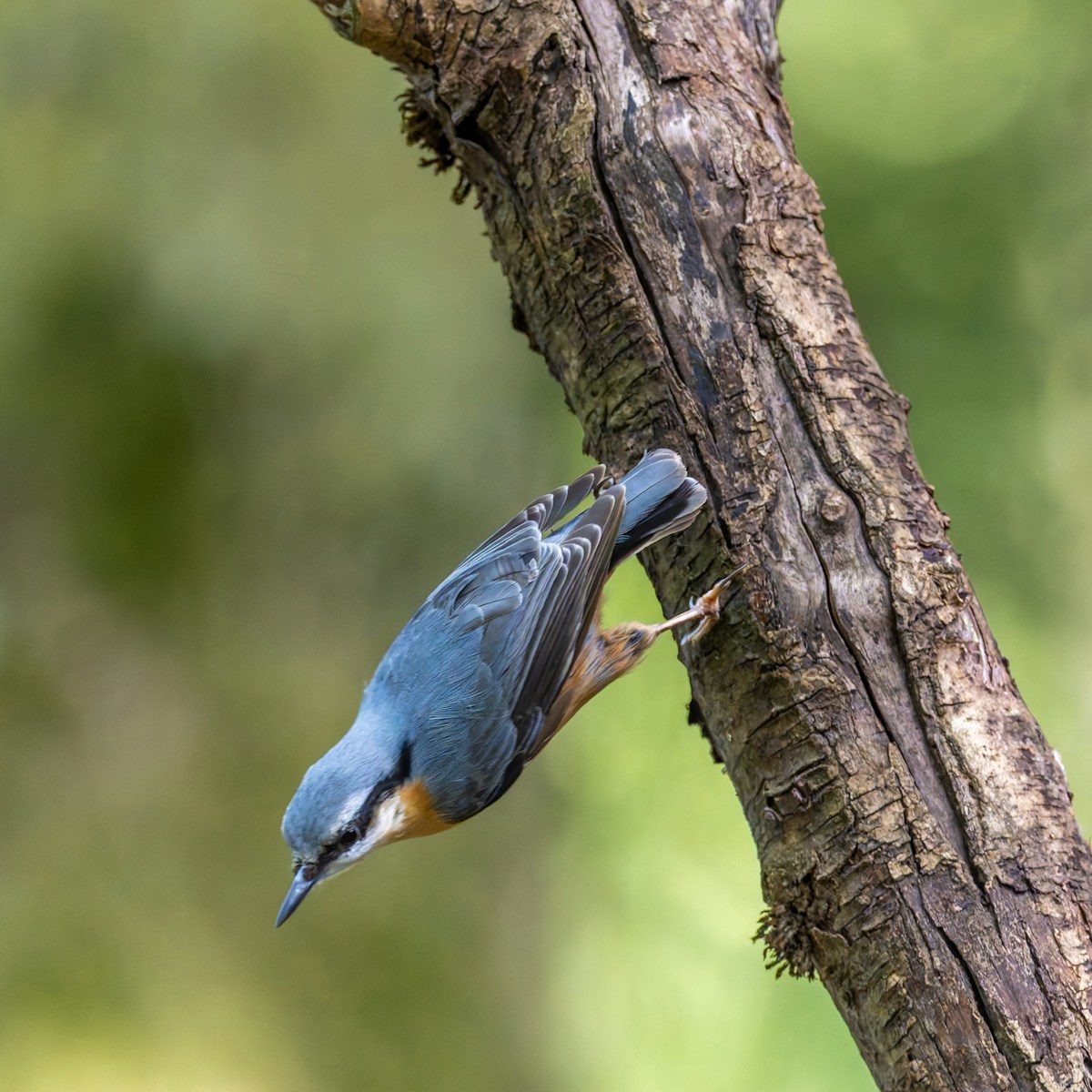A bird perches on a tree trunk upside down.