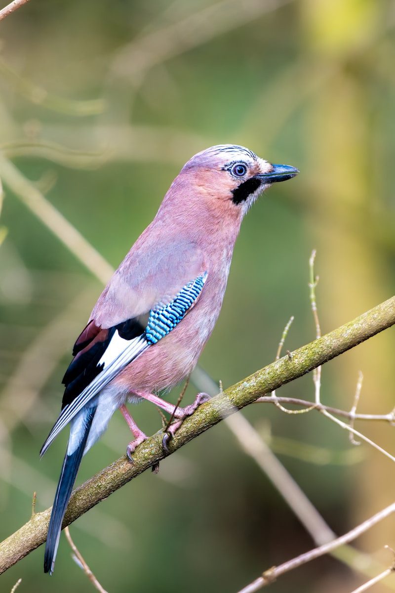 A blue and white bird sitting on a tree branch